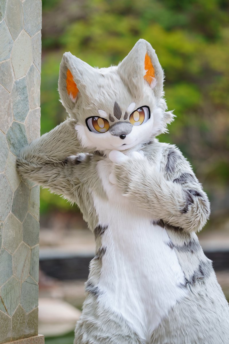 ALKAID_FUR's tweet photo. 【✨ALKAID·全装展示·专】pat.2
元宵家的银渐层小猫🐱

委托：断陌
📷：朔光

#fursuit #furry https://t.co/saZ39RPtKT