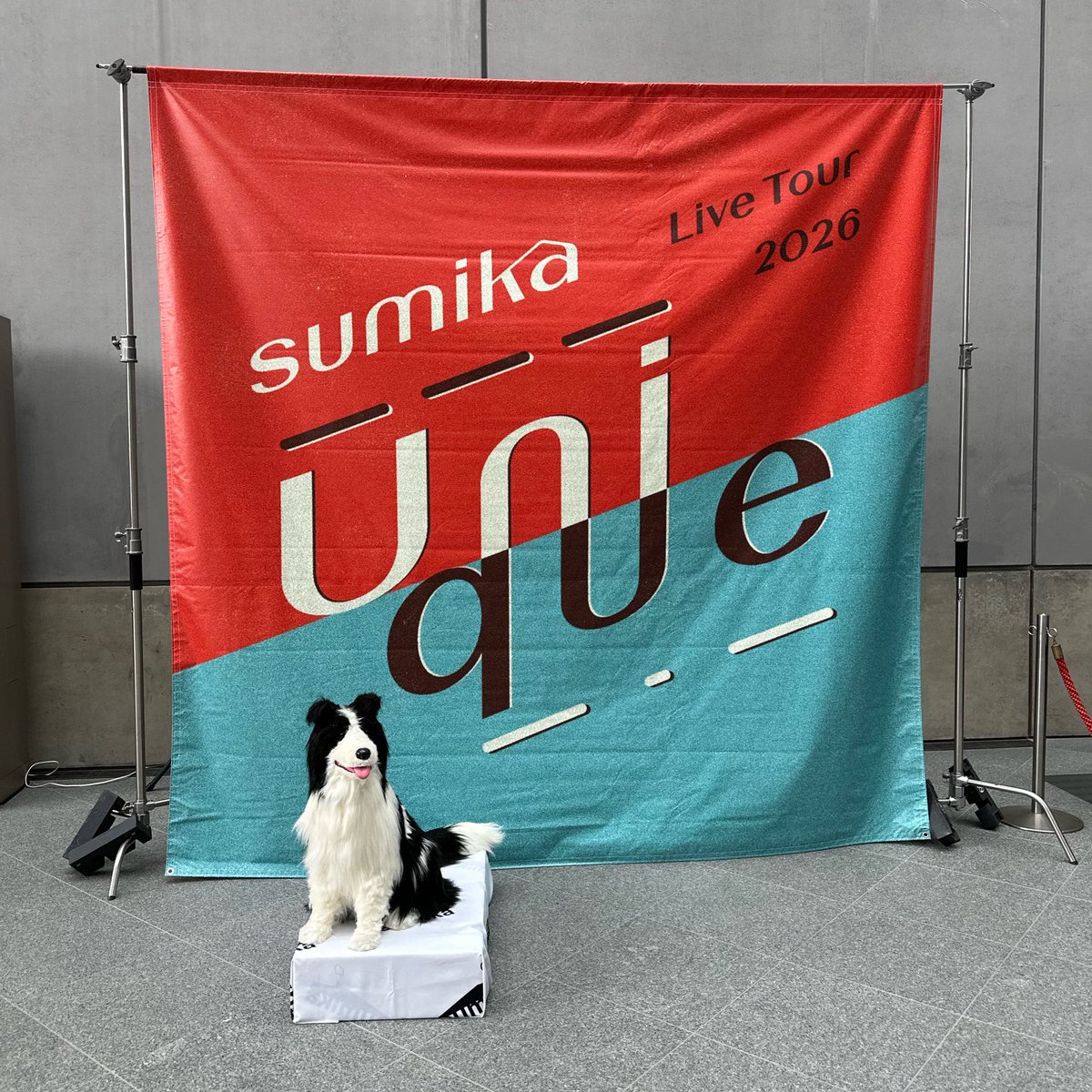 mayrinco's tweet photo. sumikaなら100最ｯｯｯ高だった！！！楽しかった〜〜！！！！！！💕ありがとうございました🫶🏻❤️ https://t.co/isioe0On3O
