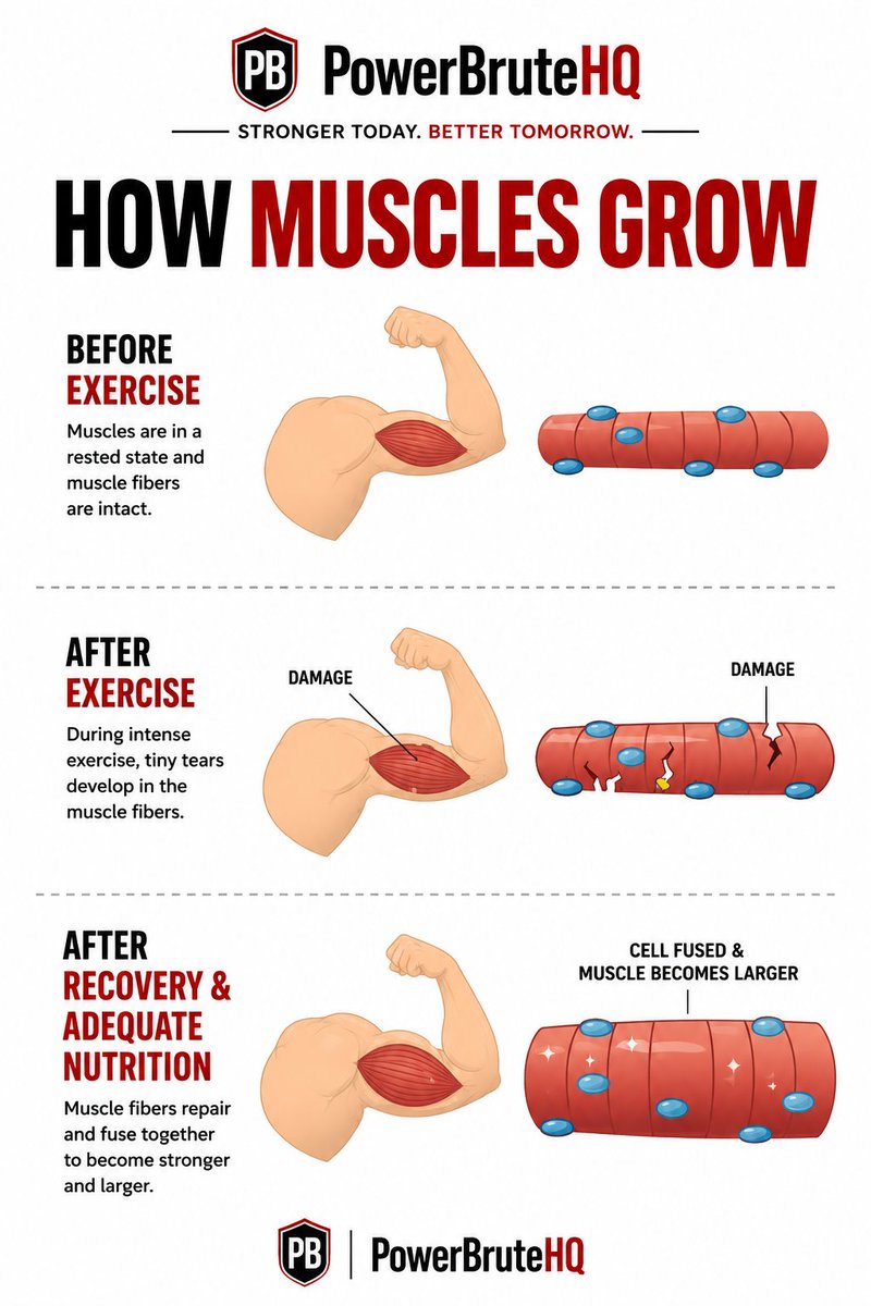 PowerBruteHQ's tweet photo. How Muscles Grow https://t.co/rfQSdgl3Iy