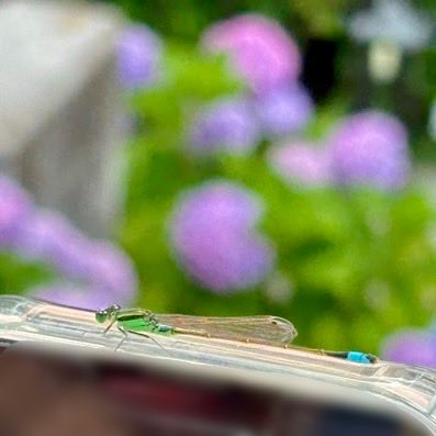 petite_3e's tweet photo. 今年も、さすてな京都へ紫陽花を見に♪
きれいなトンボが携帯に止まってくれました！
ごみクレーン見学も楽しくずっと見てたかった🏗️笑
来年も行こう〜 https://t.co/gjvvUIWKM3