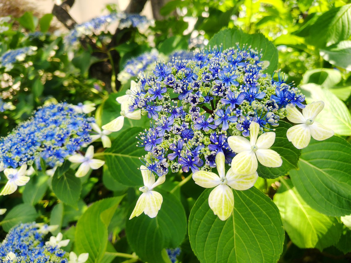 harebareteruri's tweet photo. 今日は父母連れて紫陽花見に行ってきました。可愛いね。 https://t.co/PeWs4zpRzE