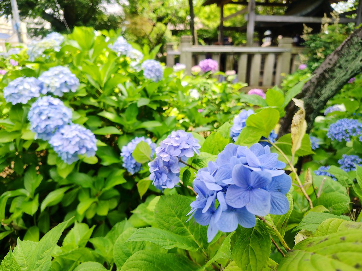 harebareteruri's tweet photo. 今日は父母連れて紫陽花見に行ってきました。可愛いね。 https://t.co/PeWs4zpRzE