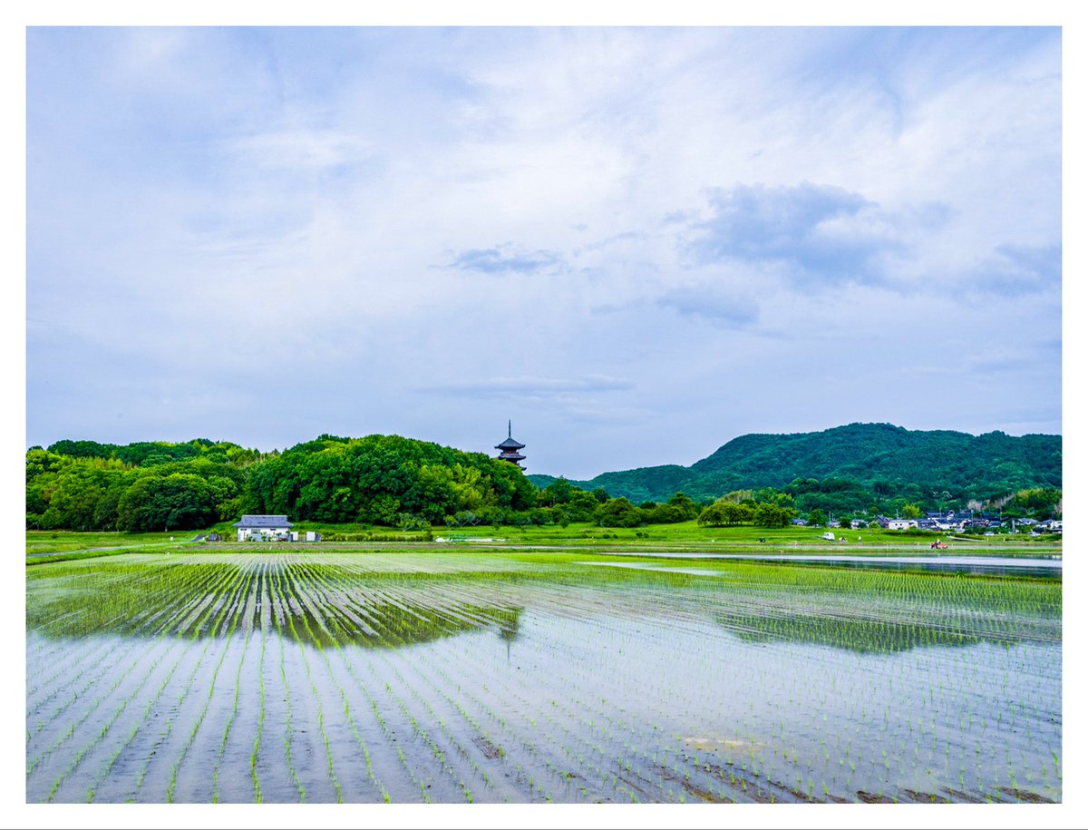 924Kayama's tweet photo. 我が地域も梅雨入りした☔️
備中国分寺五重の塔西の田んぼ
田植えの準備が進んでいる😊
(終わっている所も有り)
トラクター🚜が代掻きした後に
鷺が飛んで来て何か獲物を狙っている😄
水が入ったのでしばらく逆さ五重の塔が撮れるチャンス有りですな😁
塔南もこれから楽しみだ😊
#備中国分寺 #田園 https://t.co/8mggazm6O2