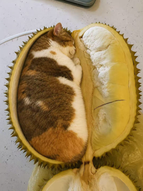 HappyNutReal's tweet photo. @smallcutekitten https://t.co/GshlPLVCGT