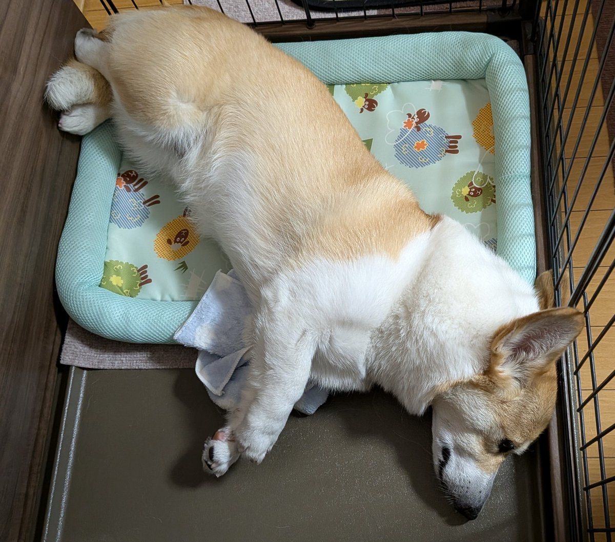 おゃしゅみ〜💤 またね🐾✋️
