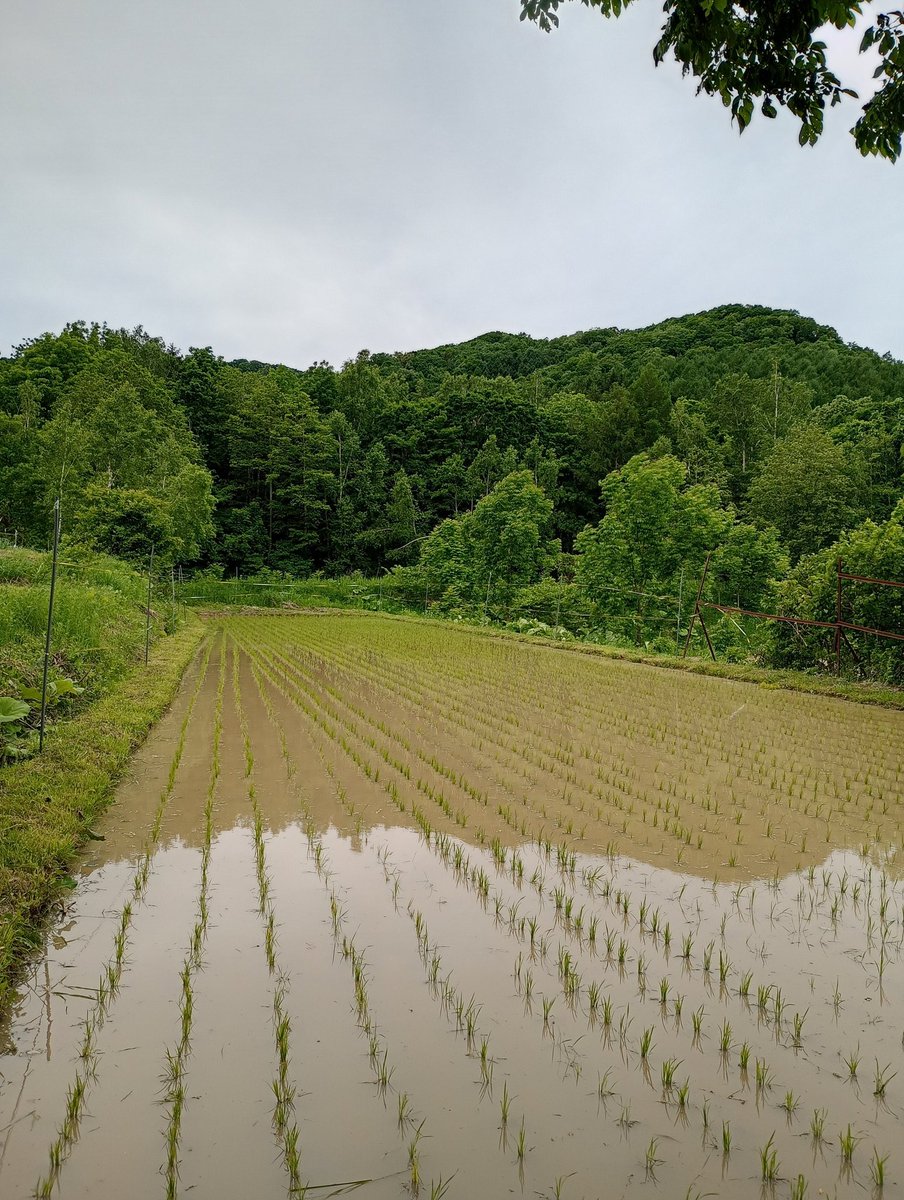 Liliumoon's tweet photo. 連日すごく暑かったのに、一気に気温が下がってしかも風が強くて寒かったー(>_<)

今日はじゃがいもの土寄せと田んぼの手除草でした(&amp;草刈り)

淡い紫がきれいなエゾアザミや、カッコいいミヤマクワガタ、コサナエトンボなどなど。
命大爆発のシーズン到来です https://t.co/dwOz22SSIv