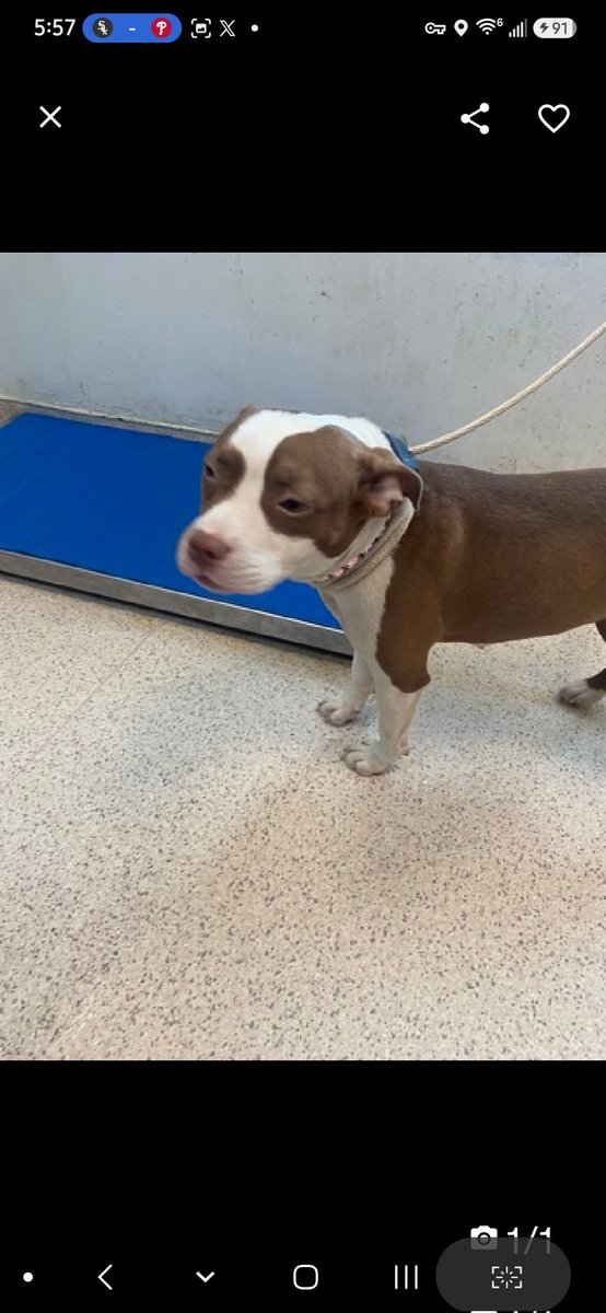 MyBoxerLuvMac1's tweet photo. 💞Thessaly💞
▪️#NewDogOnTheBlock
 #NYCACC #255908 1y
#Adoptme #RescueMe

Precious sweetie's 💔, just arrived stray at scary shelter. 
Affectionate, social puppy adores meeting new ppl & being involved.
Displays wiggly body, wagging tail & friendly personality.
No dog reactivity, already spayed & ready 4 her 4ever family!
Deserves loving, #Adopter/N.East #Foster, 4 structure, 2 blossom as yr 4ever BFF.
Go get her!

DM @CathyPolicky
Pls #pledge 
💞T
https://t.co/Mb6K8MMzWQ