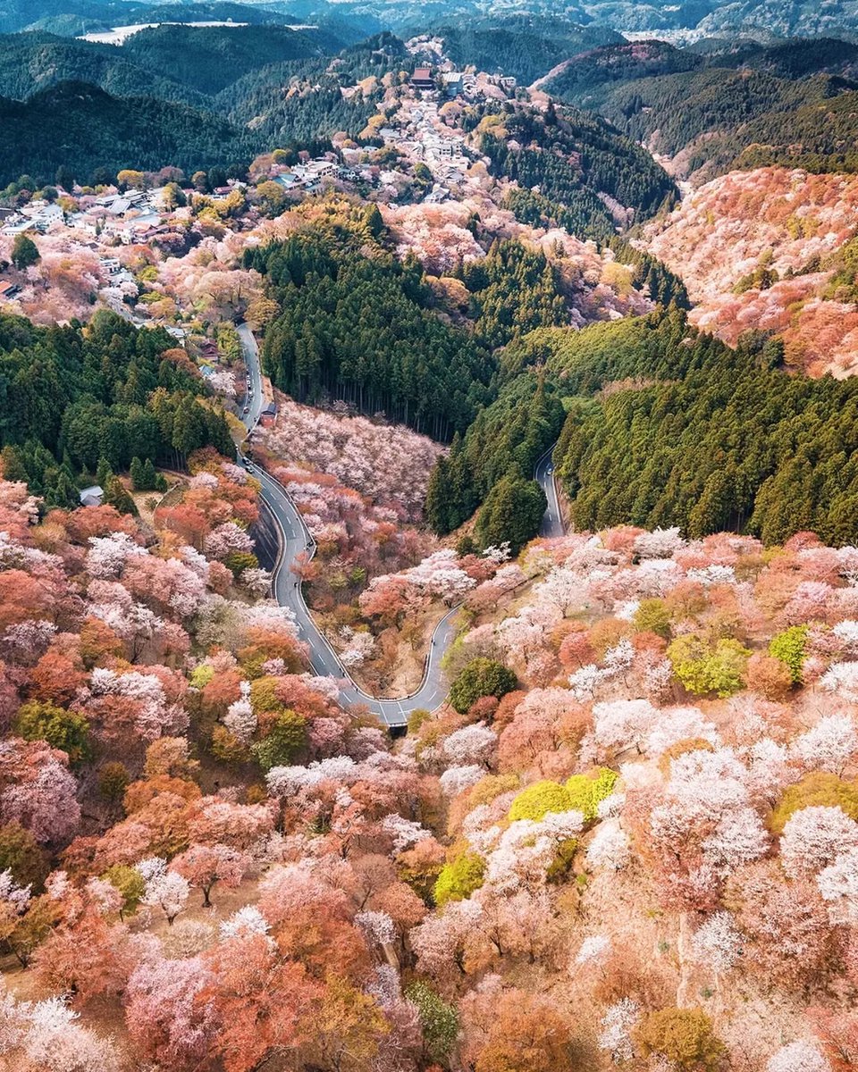 JapanPicsX's tweet photo. Spring in Japan 🇯🇵 https://t.co/3TIy3Iicox