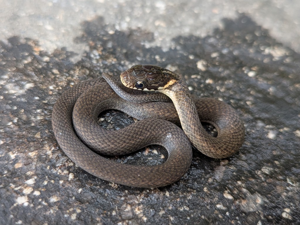 KUseiken2026's tweet photo. 本土のヘビ8種コンプ達成⭐️
かなり濃い2ヶ月でした🐍 https://t.co/zIVicVcx0k