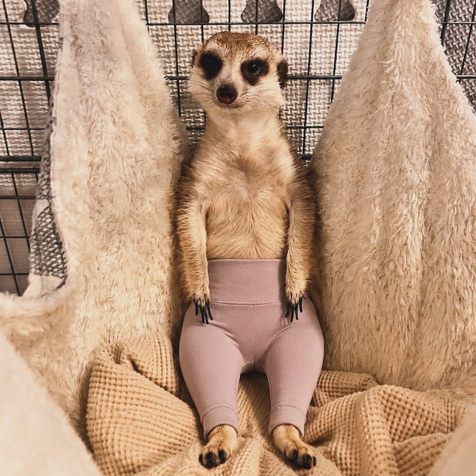 ko8ruko's tweet photo. 最近流行りのAIのヨガパンツ🧘‍♀️
ミーアにはかせたら
足ぱっつぱつ🦵🦵笑
そしてこのスンッ！て顔笑笑笑笑
はっはっは😂

#ミーアキャット https://t.co/UtJDMOVzkG