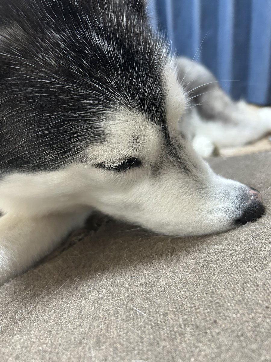 lani_angelhusky's tweet photo. 犬ってたまに鼻ぎゅいんのまま寝てるけど、痛くないのかしら？笑 https://t.co/4RvrM1AHKm