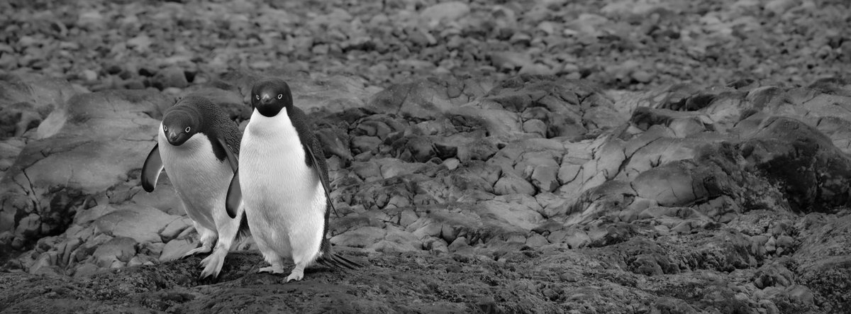 Buffleheadprod's tweet photo. Re-edited photos from Antarctica - part 1 https://t.co/tp4GPdZ8xK