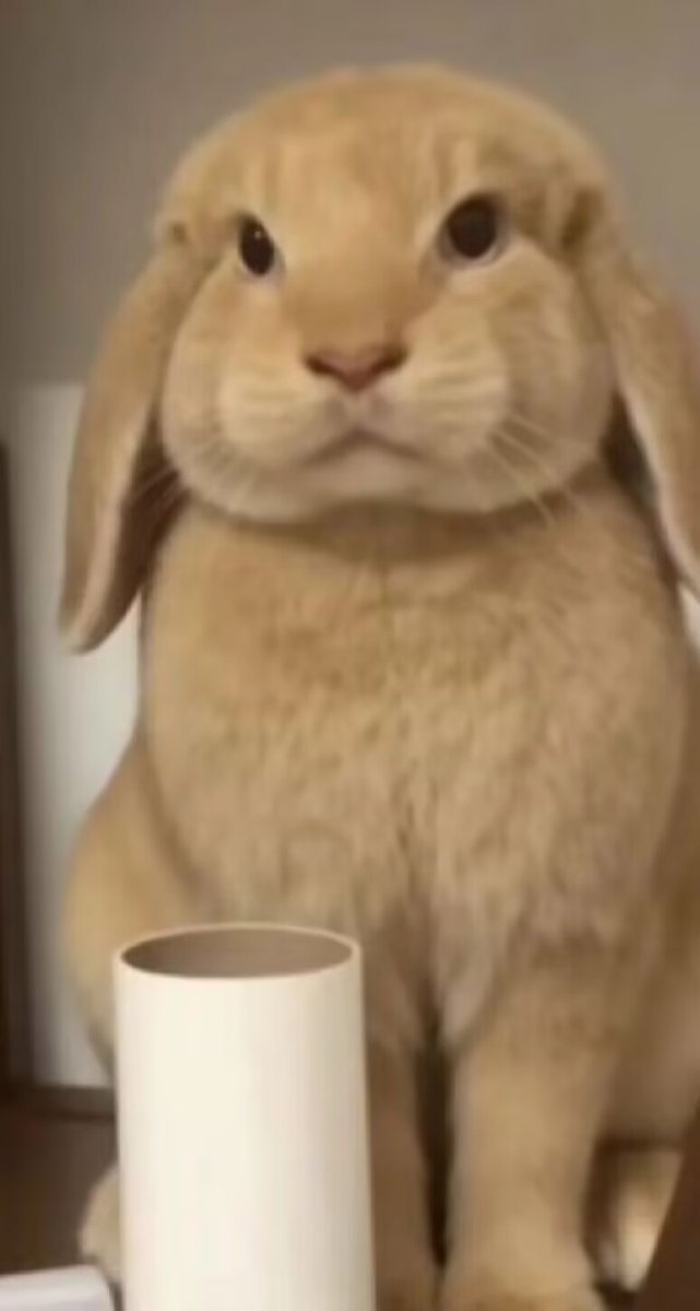 川和.豆沙維尼🇹🇼 橘貓愛好份子 tweet media