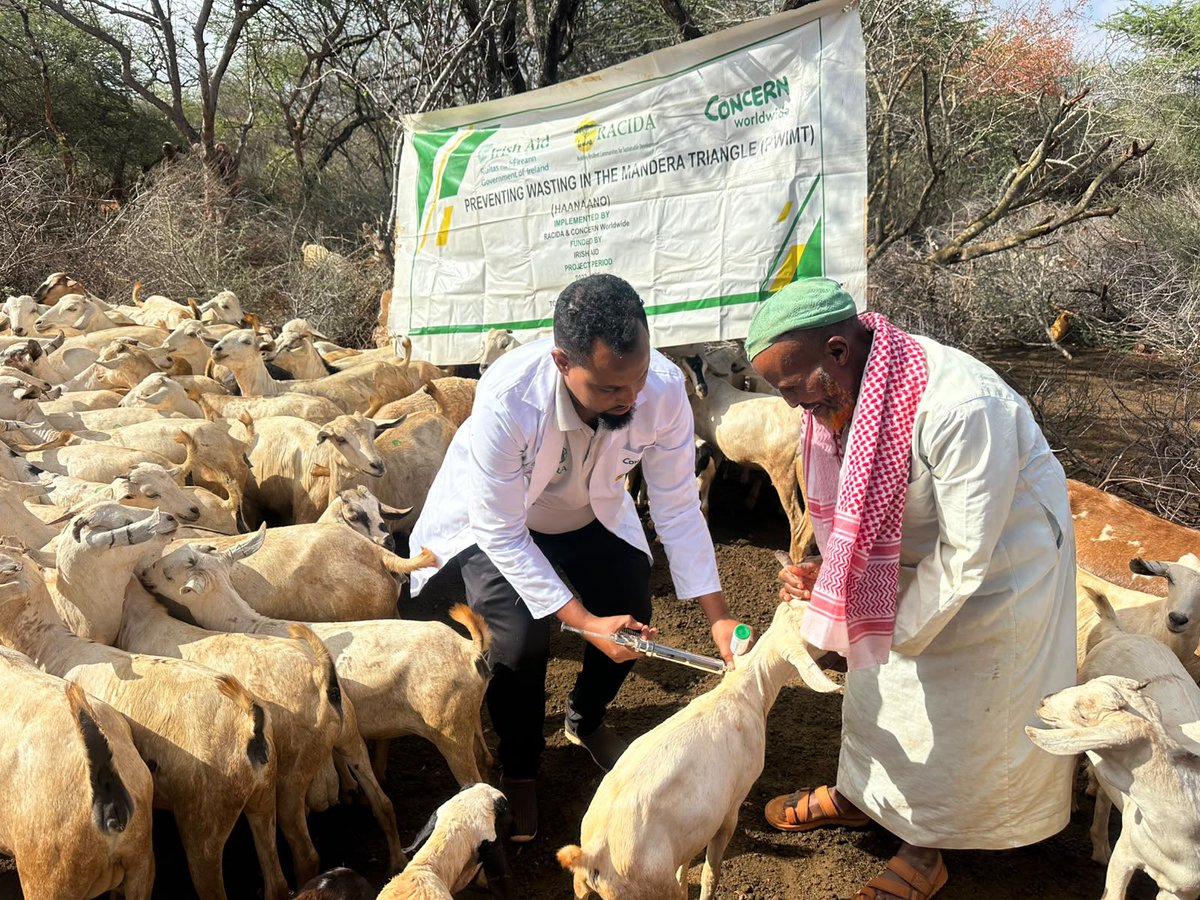 RACIDA_Ngo's tweet photo. 🐐💉 Strengthening livestock health and pastoral livelihoods in Mandera County. | #MassVaccination & #Deworming — Mandera County. 

Through the #HanaanoProgramme, @RACIDA_Ngo with @Mandera_cgvt department of veterinary is rolling out a 15-day livestock health campaign across Mandera East, Mandera North, Banisa and Kiliwehiri. 

Funded by @Irish_Aid through @Concern, the exercise will vaccinate, deworm and treat livestock to safeguard livelihoods and build resilience among pastoral communities.