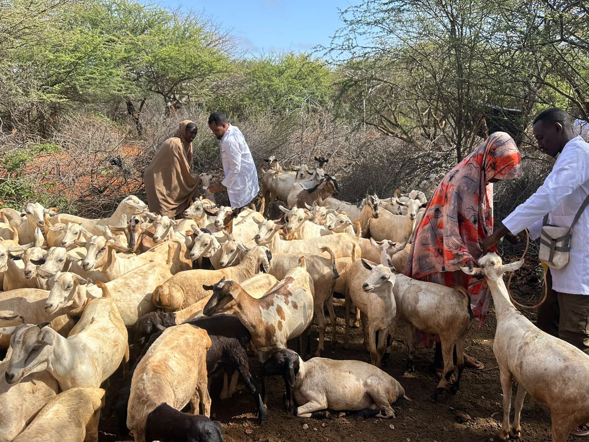 RACIDA_Ngo's tweet photo. 🐐💉 Strengthening livestock health and pastoral livelihoods in Mandera County. | #MassVaccination & #Deworming — Mandera County. 

Through the #HanaanoProgramme, @RACIDA_Ngo with @Mandera_cgvt department of veterinary is rolling out a 15-day livestock health campaign across Mandera East, Mandera North, Banisa and Kiliwehiri. 

Funded by @Irish_Aid through @Concern, the exercise will vaccinate, deworm and treat livestock to safeguard livelihoods and build resilience among pastoral communities.