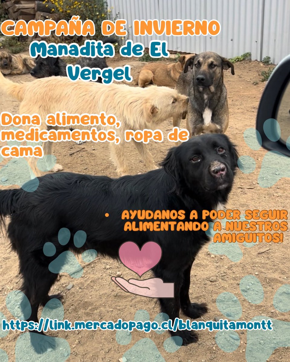 BlanquitaMontt's tweet photo. Sin ayuda no podemos seguir  alimentando a la manadita. Ellos están vacunados, esterilizados y reciben su comida diariamente. Lupito padece lupus discoide y necesita tratamiento de x vida, se vienen lluvias ayúdanos, el alimento se acaba el martes 🙏 https://t.co/IAHKhV5q4p https://t.co/HObjpsOm8c