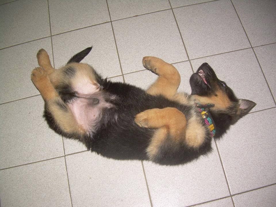 stevncw's tweet photo. day 76 of steve rogers as a dog https://t.co/5kaTAmck8s