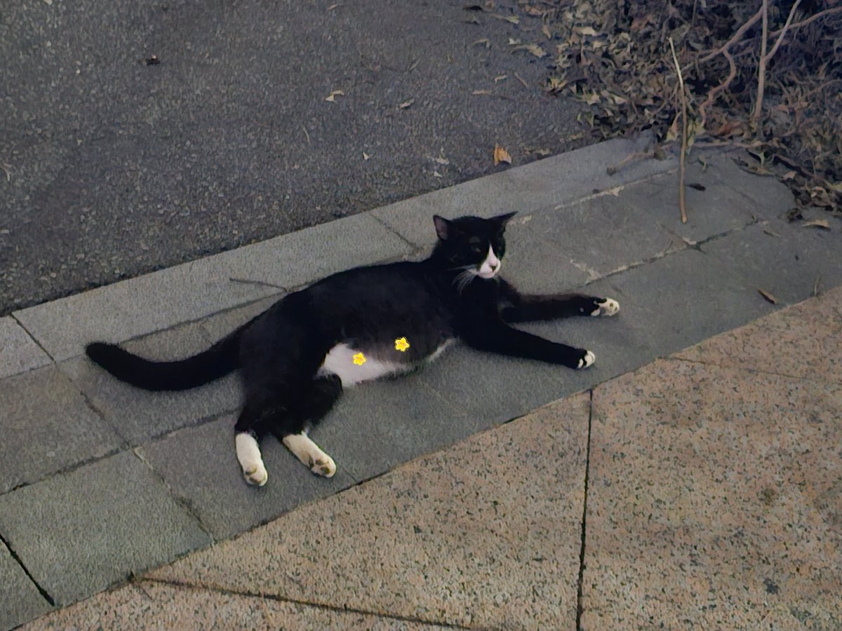BBuilingBuiling's tweet photo. 😊🐈‍⬛🍂 https://t.co/90qg7q7ksm