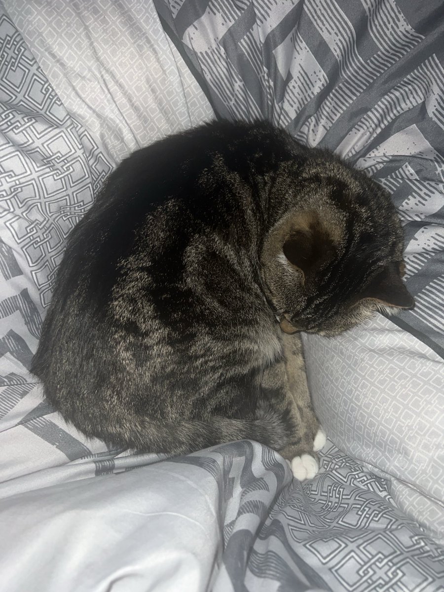 cowsirman's tweet photo. @Freyaaie Cat https://t.co/v9Pb0EywCY