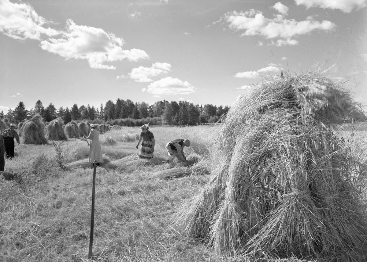 koomassi's tweet photo. Ruista leikataan ja laitetaan kuhilaisiksi Mäntsälässä 12. elokuuta 1958.
- @Museovirasto , kuva Voutilainen Erkki https://t.co/lsL6cjS4iq