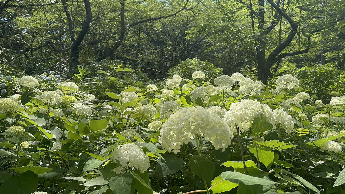 Gorosan603's tweet photo. 紫陽花群生その2
#紫陽花 #あじさい #アジサイ #紫陽花の群生 #紫陽花畑 #千葉の絶景 #花のある風景 #紫陽花祭り前哨戦 #カメラ好きな人と繋がりたい #日本の四季
#Hydrangea #Hydrangeas #HydrangeaField #Chiba #JapanView #FlowerPhotography #NatureLovers #BeautifulJapan #PurpleAndBlue #FloralLandscape