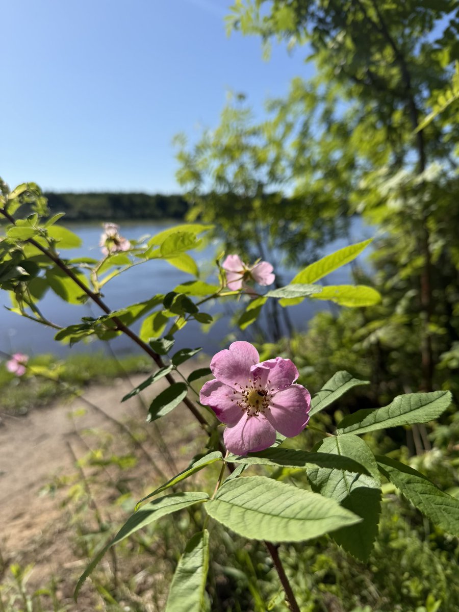 AnglyRun's tweet photo. Sunny day. Easy run in nature.
What could be better?🌿
#Running #EasyRun #RecoveryRun #TrailRunning #RunningLife https://t.co/IpoQheBMGO