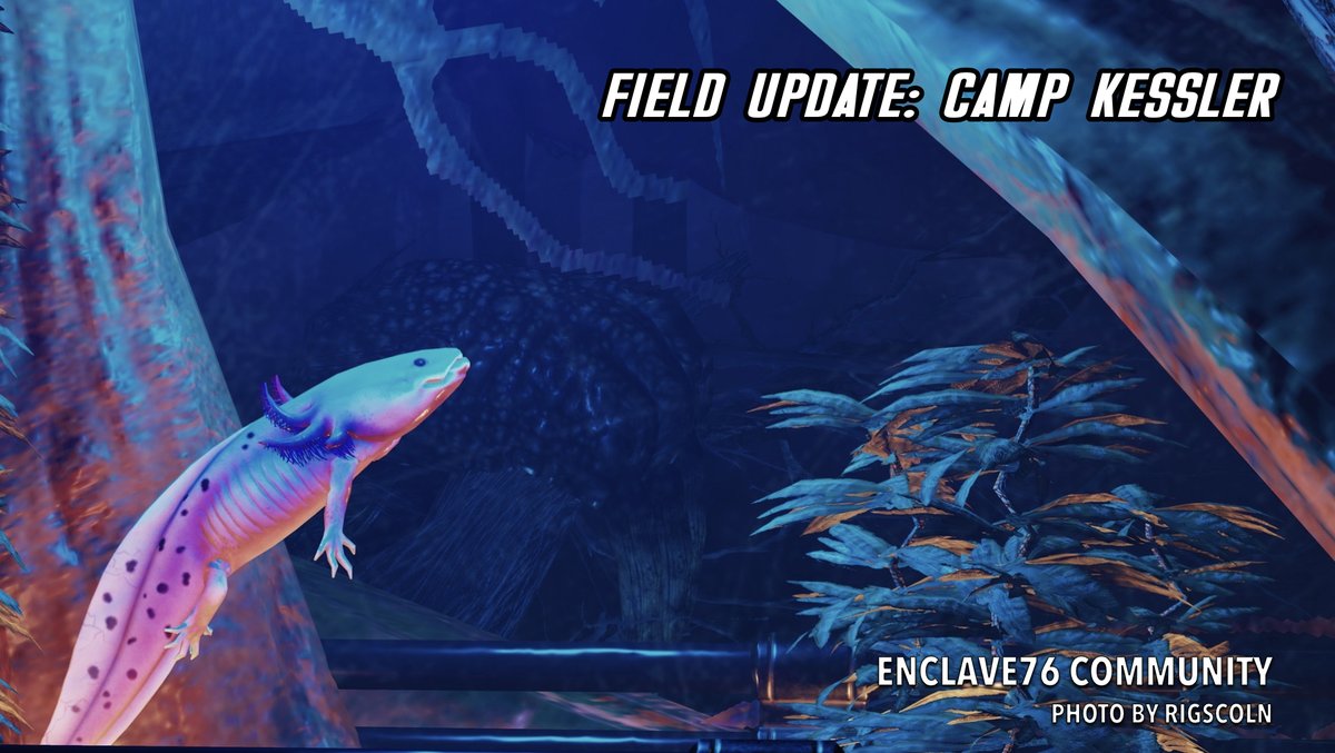 Fo76Enclave76's tweet photo. Found an axolotl in a wastelander shack today. Glass scratched, water clean, filtration unit running off a car battery. Gills healthy, coloration vivid. No signs of contamination. Rad readings in this sector are at 31.
Remarkable doesn't cover it. #Fallout #Enclave https://t.co/kHLMCc6f2L