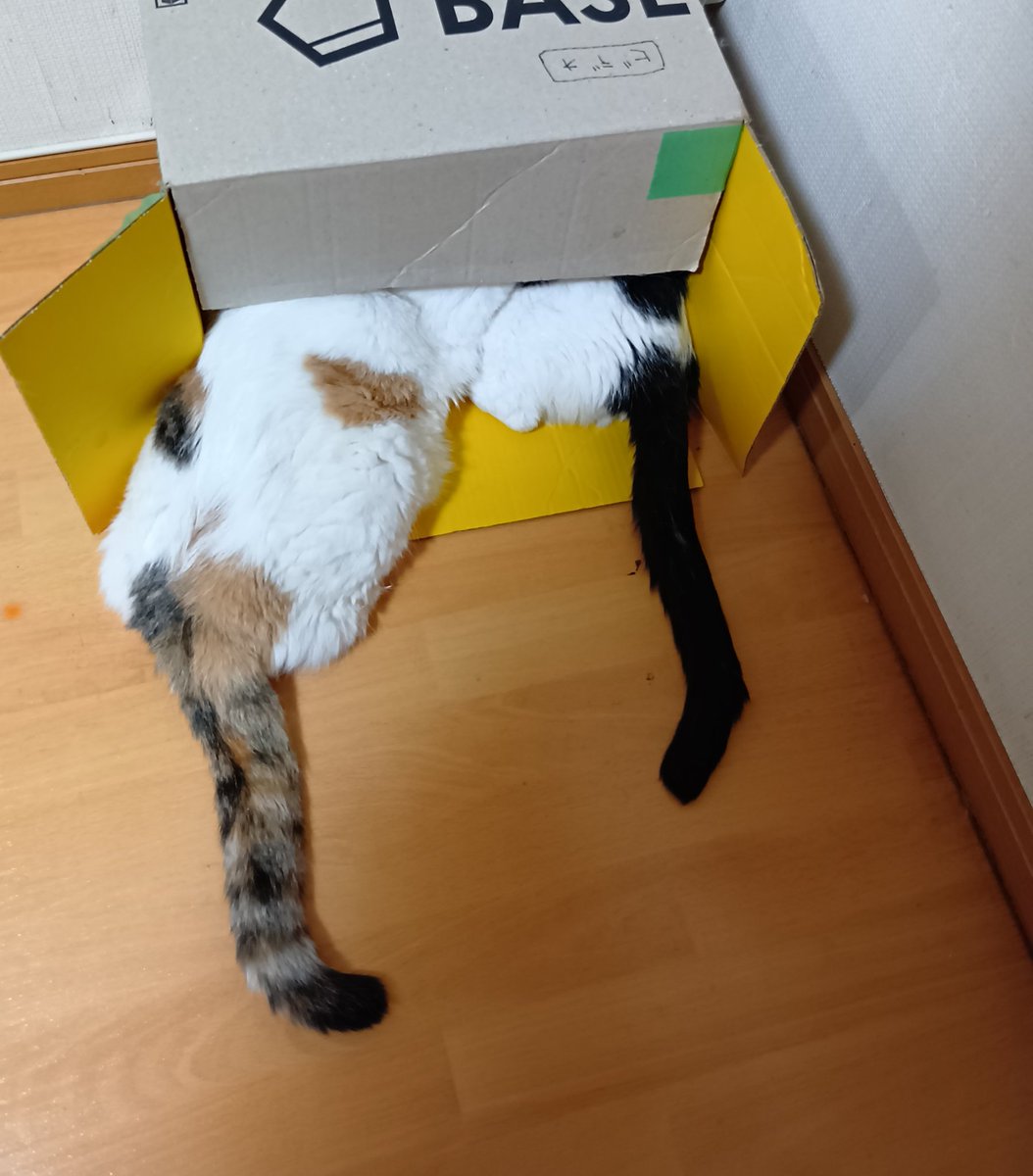 猫じゃらし (@nekosama_18) / Posts / X