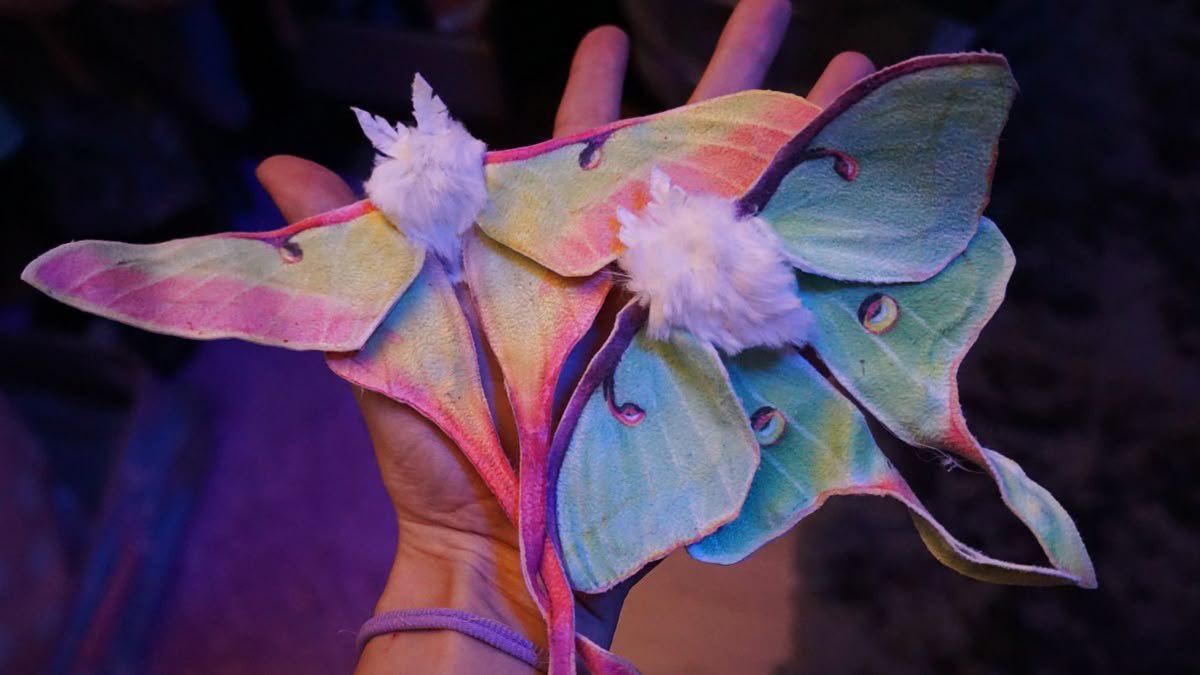 motheinsect's tweet photo. pansexual moths!! https://t.co/44kp5SwUer