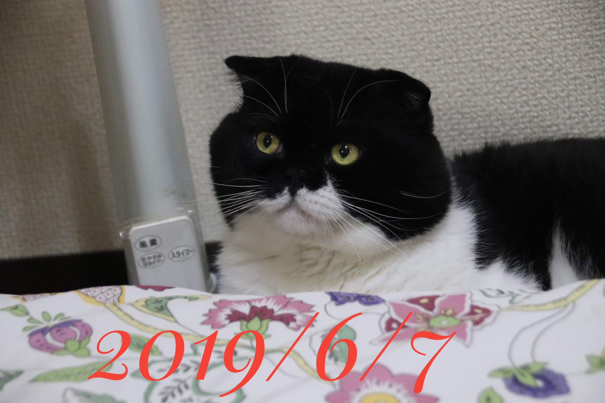takehide7's tweet photo. おはようニャン😺🐾🐾
今日も宜しく～ニャー
過去バット写真
６月７日 https://t.co/8HZ9BigRvq