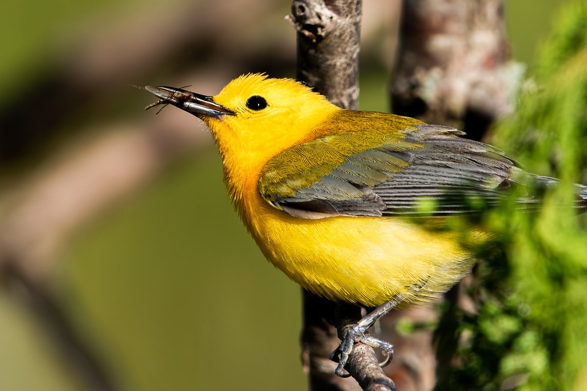 Photographic Hunter - Eric Siems tweet media