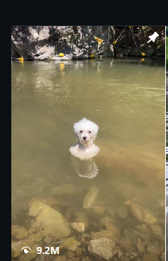 ortegaxdev's tweet photo. THIS DOG IS GOING ABSOLUTELY VIRAL ON IG AND NOW STARTING TO BECOME A MEME ON X

DALLI / 달리 is going viral after he went to a lake with his owner and just stood there like a real human

Reminds me of the Unsinkable Gorilla except this one actually has a name

This is hella

https://t.co/wUIuZ4M6zo