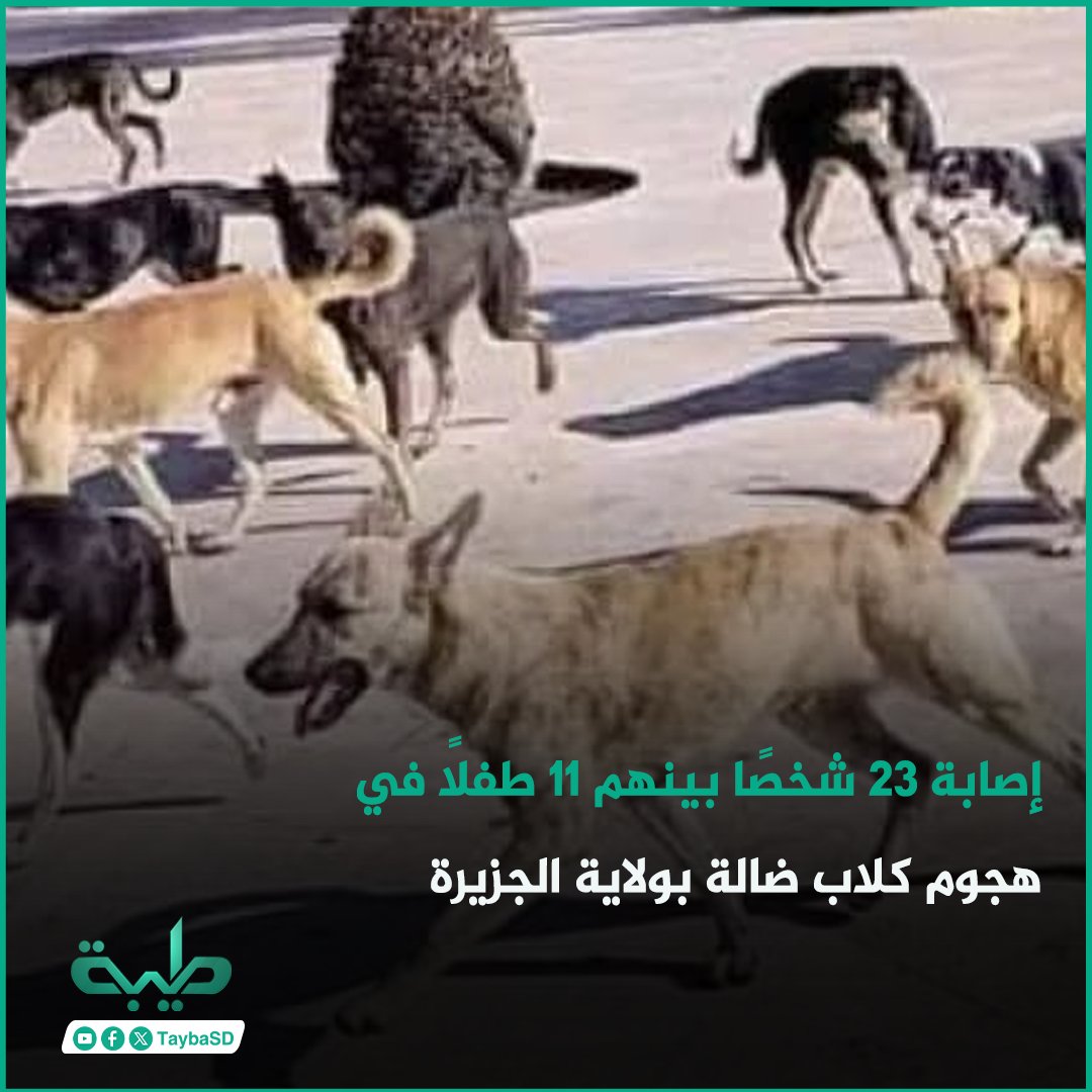 TaybaSD's tweet photo. أعلنت وزارة الصحة بولاية الجزيرة إصابة 23 شخصًا، بينهم 11 طفلًا، إثر تعرض قرية العوضية بمحلية أم القرى لهجوم من كلاب ضالة.

وأكدت الوزارة تقديم مصل داء الكلب (السعار) للمصابين، إلى جانب إرسال 200 جرعة إضافية إلى المحلية لضمان استكمال التحصين والعلاج الوقائي.

وأشارت إلى إطلاق حملة لمكافحة الكلاب الضالة بالتنسيق مع الشرطة المحلية، فيما تمكن أهالي المنطقة من القضاء على 4 كلاب خلال الحادثة.
#طيبة #السودان