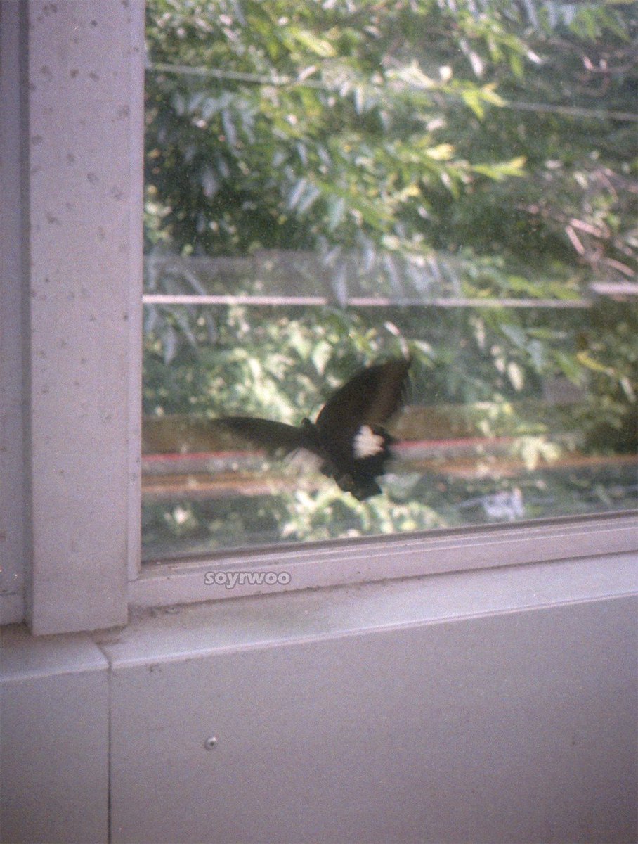 soyrwoo's tweet photo. モンキアゲハ (Papilio helenus) at shin-kobe station
2025.7.8
olympus pen + kodak gold 200
#filmphotography https://t.co/tWPTp6olkg