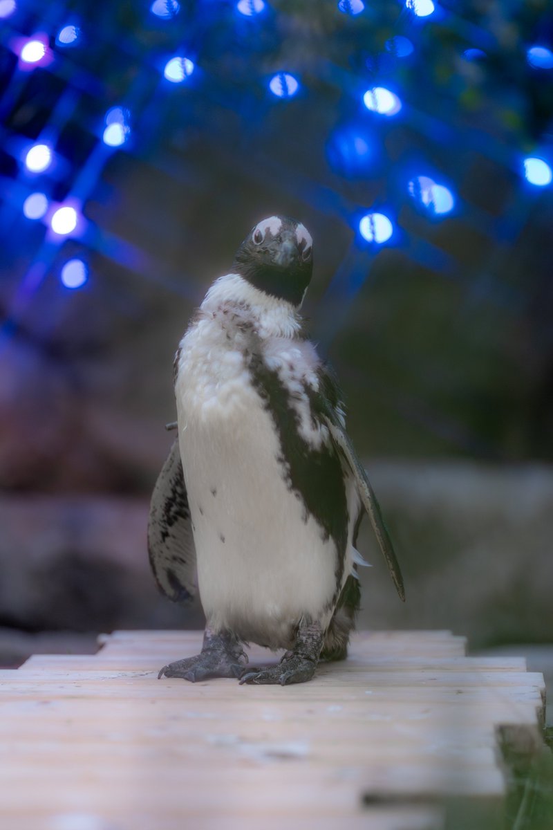 YoRHarium's tweet photo. Penguin on Stage
#サンシャイン水族館
#ケープペンギン https://t.co/P1Zm0k6QxD