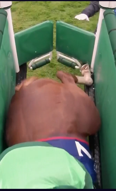 FrankelWatch13's tweet photo. This is why BENEVENUTO CELLINI was declared a non runner. 

His hindleg was up on the side of the starting stall, right on top.

Ryan looked  over his shoulder, as if saying he was not ready. But gate already opened. He started the race on 3 legs !!

The horse could have been injured. Thank God he isn't hopefully
