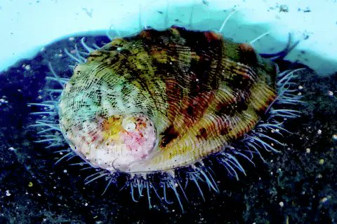 AMAZlNGNATURE's tweet photo. Scientists spot critically endangered white abalone in the wild for the first time in 5 years

The rare marine snail was found during a survey off Southern California. With its population down by about 99%, researchers say every sighting is crucial for the species' survival https://t.co/prCgjGKae9