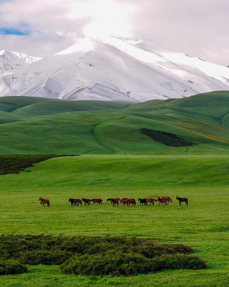 julaibib18's tweet photo. Horses in Kyrgyzstan https://t.co/pSrUMFwAE7