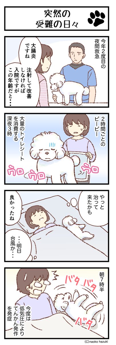 ransenosin's tweet photo. 突然の受難の日々【566】〜「トイプードルことりとゆかいななかまたち」            

https://t.co/IINyurog4I

#トイプードル
#マンガの読めるハッシュタグ
#愛犬がいる幸せ
#アメブロ
#四コマ漫画 https://t.co/rH7m6vCUuH
