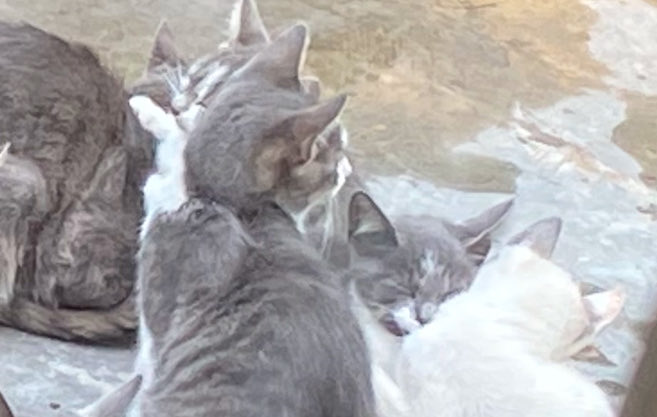 solartsun's tweet photo. @Sckkmydck mira mis gatitas abrazandose https://t.co/1olE34Ynyv