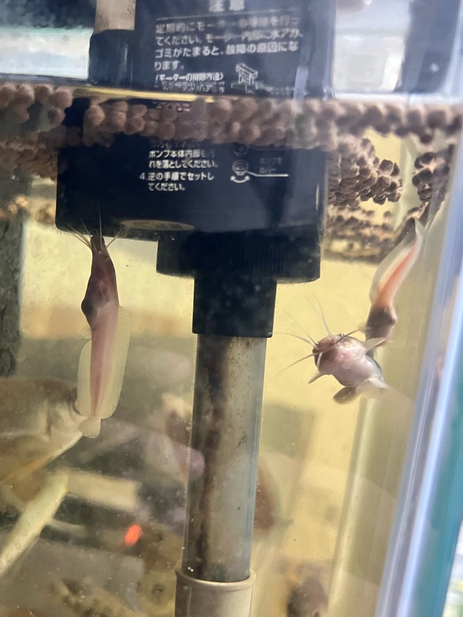 Dorcustaurus's tweet photo. 牛クララ達の食事
でかくなるの早くて楽しい https://t.co/S3S8SpvMRz