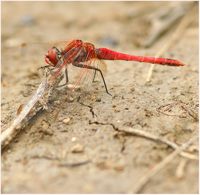 MarcHeathym007's tweet photo. Male Red veined Darters from Swanscombe Marshes, Kent yday. NEW photos @ https://t.co/bnXehMI97W. @BDSdragonflies @smallshire @britwildlife @BBCSpringwatch #KentDragonflies #odonata #TeamDragonfly https://t.co/D77JOn8SUC