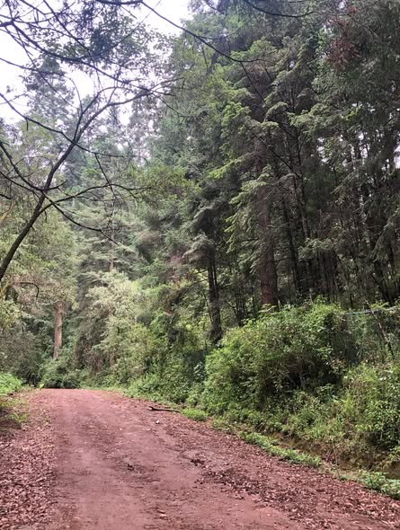 Whitty_333's tweet photo. .@inakimanero ¿Por qué siguen depredando las barrancas de Cuajimalpa? Ahora hasta venden terrenos en La Cañada de Alférez. ¿Quién lo permite? Siguen destruyendo ecosistemas esenciales. https://t.co/uvNenr8rZV