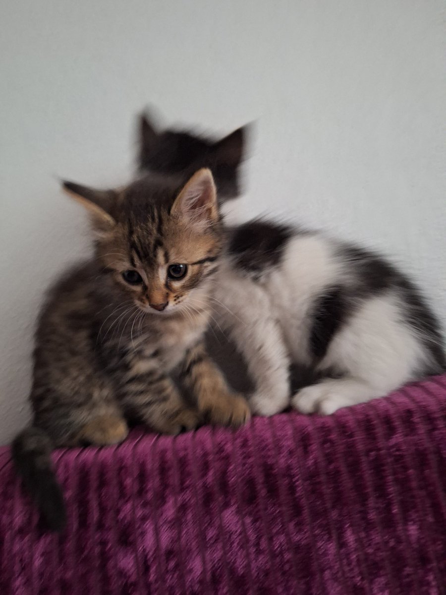 cheeesecat's tweet photo. arkadaşlar o kadar tüylü ve tatlılar ki lütfen bir yuva bulabilir miyiz, yer küçükçekmece istanbul araç var her yere getirebilirim, acil sahip arıyoruz!! https://t.co/ERuo5dH6gl