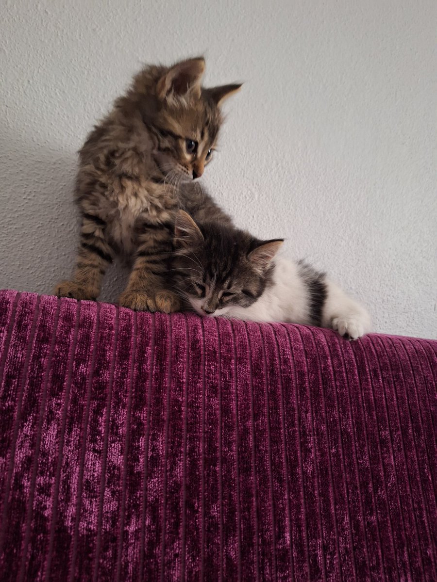 cheeesecat's tweet photo. arkadaşlar o kadar tüylü ve tatlılar ki lütfen bir yuva bulabilir miyiz, yer küçükçekmece istanbul araç var her yere getirebilirim, acil sahip arıyoruz!! https://t.co/ERuo5dH6gl