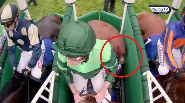 blindadosalas1's tweet photo. #Hipismo ¡ATENCIÓN! Hace varios minutos los Comisarios de #EpsomDowns han declarado NON RUNNER (Scratched, Retirado) a BENVENUTO CELLINI 🇮🇪 gran favorito del #EpsomDerby tras enredarse su pata trasera derecha con el puesto, al momento de su caótica salida. Noticia En Desarrollo. https://t.co/uhZ6oBcQJf