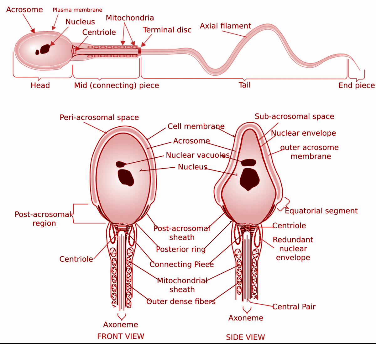 Men_Sex_Health tweet picture