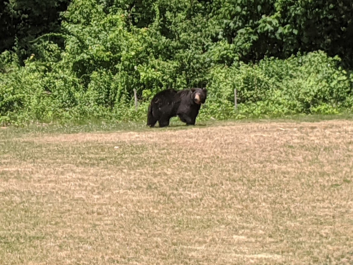 doctrsuess's tweet photo. We have a family of black bears living in the swamp behind our 8 acre home in w. MA. 
They travel along the same route every day.
They know who has bird feeders, who leaves chicken bones in their compost, where the blueberries and raspberries are growing...
They're well fed and happy