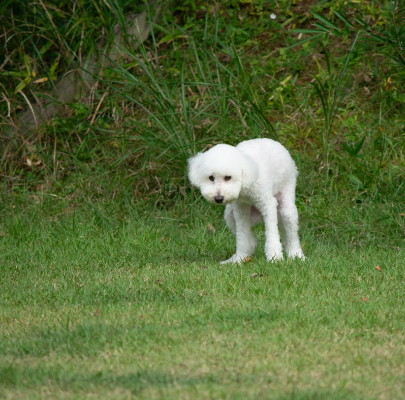 inukawatama's tweet photo. 「待ってろ、うんこしたら遊んでやっかんな」という犬 https://t.co/r25MsP5nkf