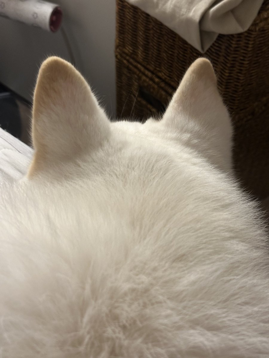 콩빵이 tweet media